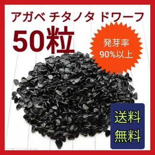 【即購入可】アガベ　チタノタドワーフ種子　50粒(その他)