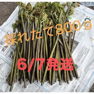 青森県産わらび800ｇ(野菜)