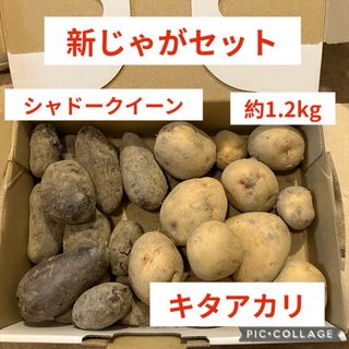 新じゃがいも　2種類セット　約1.2キロ