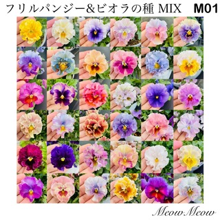 【M01】フリルパンジー&ビオラの種 MeowMeow交配 ミックス 100粒