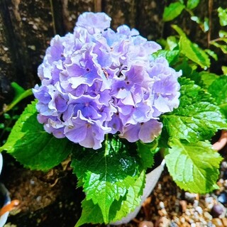 紫陽花　ブルーのフリル　挿し穂　2節カット　１本