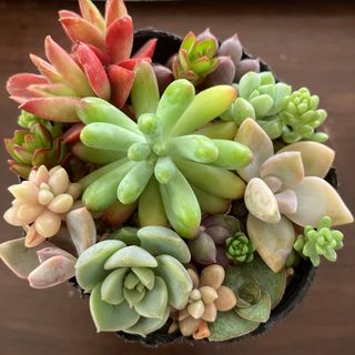 多肉植物 ペレスデラロサエ入り カット苗詰め合わせ 寄せ植えセット(その他)
