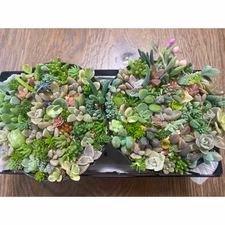 多肉植物　カット苗　ちまちま寄せ　2ポットセット