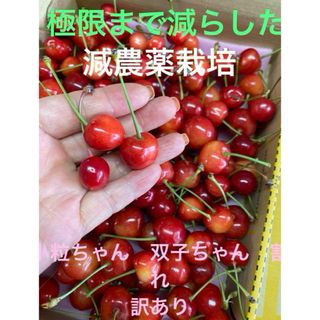 極限まで農薬減らしました❣️減農薬栽培山形県産さくらんぼ❣️王道佐藤錦双子ちゃん