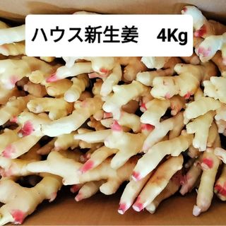 高知産　訳ありハウス新生姜　約4Kｇ　B品　北海道沖縄発送不可(野菜)