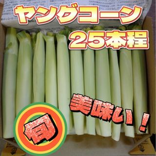 新鮮野菜 ヤングコーン 10日～収穫開始