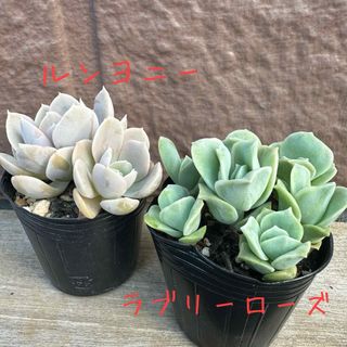 多肉植物♡ルンヨニー　ラブリーローズ