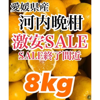 愛媛県産 みかん 家庭用 河内晩柑 箱込8kg 柑橘 ミカン 果物(フルーツ)