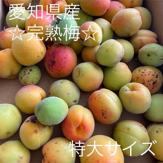 ☆早い者勝ち☆愛知県産 無農薬 完熟梅 自然栽培 80サイズ キズモノ 約4キロ(フルーツ)