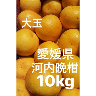 愛媛県産　大玉　宇和ゴールド　河内晩柑　柑橘　10kg(フルーツ)