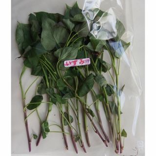 ◆茨城産◆【いずみ１３号苗】10本★さつまいも苗★《農家直送》★(野菜)