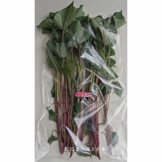 ◆茨城産◆【紅はるか苗】11本★さつまいも苗★《農家直送》★(野菜)