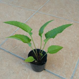 エキナセア 6cmポット苗 宿根草(その他)