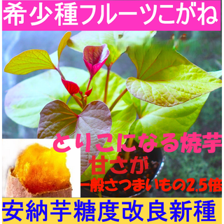 新種フルーツこがね苗１０本(野菜)
