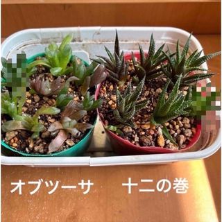 多肉植物ハオルチア属2苗オブツーサ、十二の巻(その他)