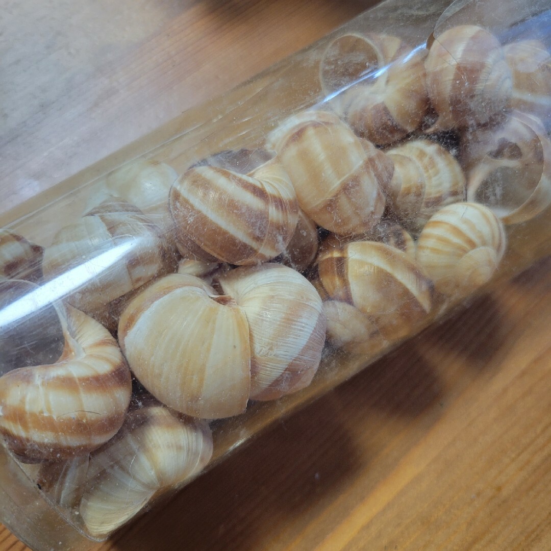 エスカルゴ殻洗浄済み ハンドメイドのアクセサリー(その他)の商品写真