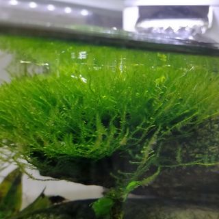 水草　モス(アクアリウム)