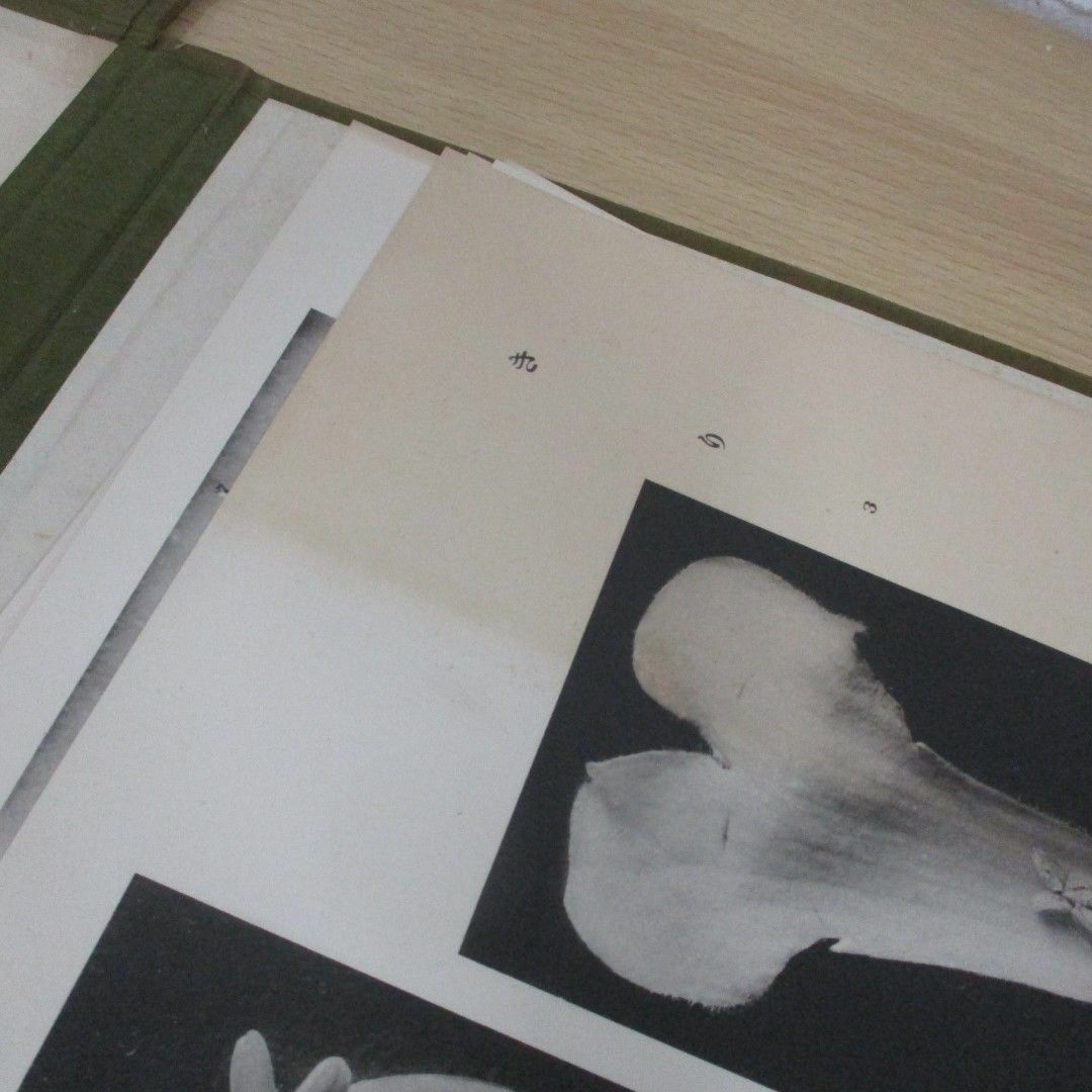 【SEAL限定商品】 △01)【同梱】顕微写真植物形態解剖図/小野田伊久馬/石津大雅堂/ 生物学