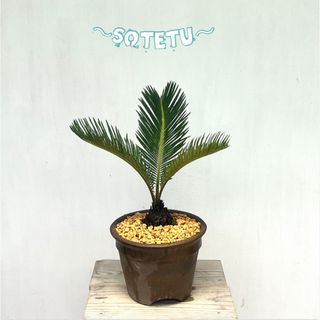 蘇鉄  そてつ  ソテツ  "⭐︎〜SOTETU〜⭐︎"  観葉植物(その他)