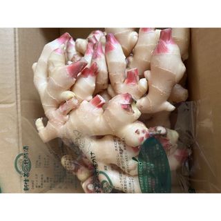 和歌山県産 新生姜 約4kg しょうが(野菜)