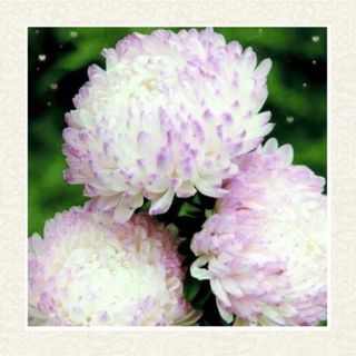 牡丹咲アスター ローズ＆ホワイト　種(その他)