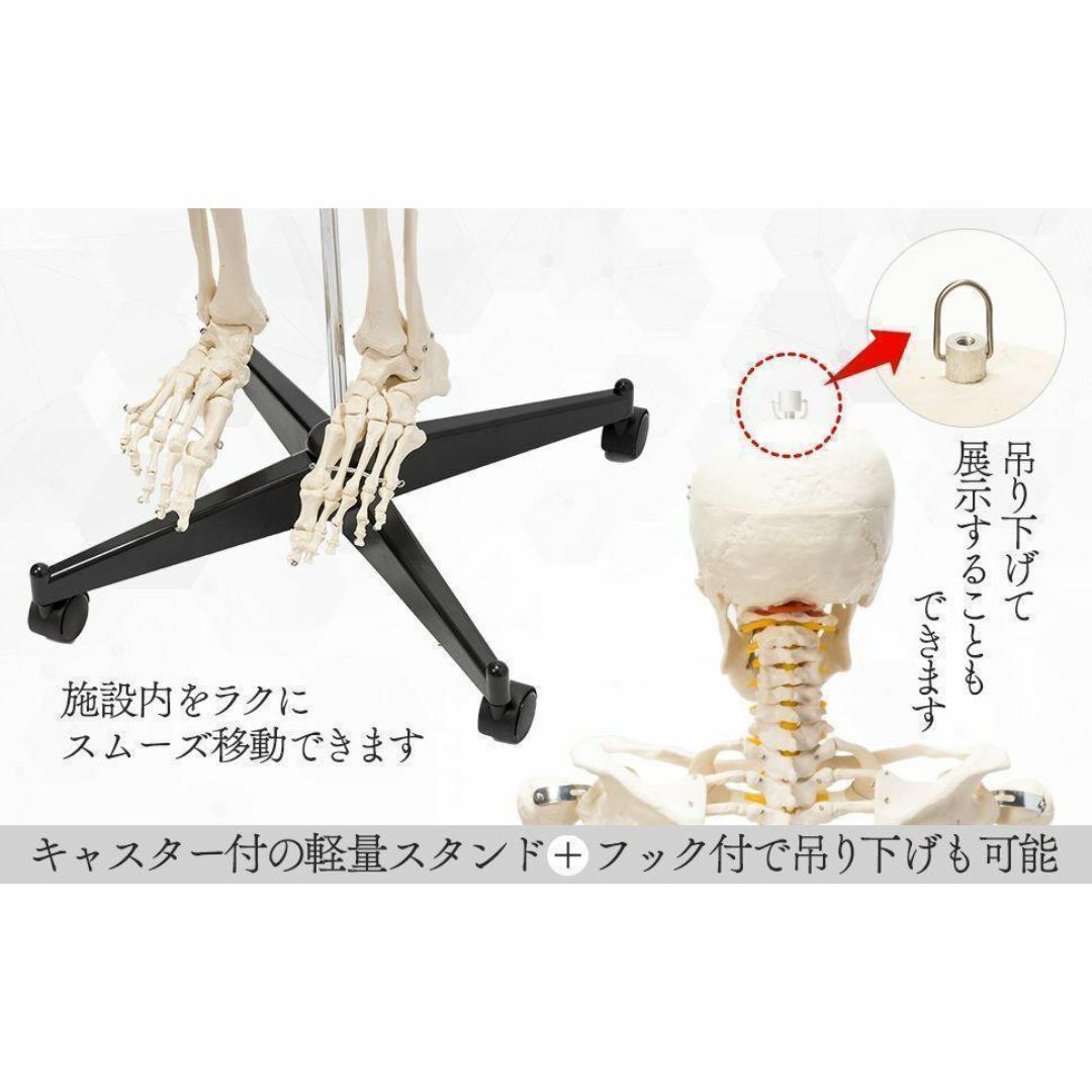 等身大 人体模型 170cm 神経根有り 全身骨格模型 骨格標本|店舗 等身大 人体模型 170cm 神経根有り 全身骨格模型 骨格標本|店舗