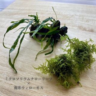 【フォローでお得！】ミクロソリウムナローリーフ 南米ウィローモス(アクアリウム)