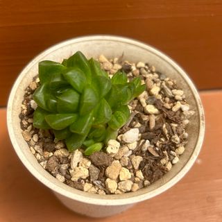 多肉植物🌱ハオルチア  ウンブラティコラ(プランター)
