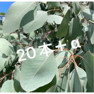 【24時間以内発送可能！】【匿名配送】【未使用品！】ユーカリポポラス20本