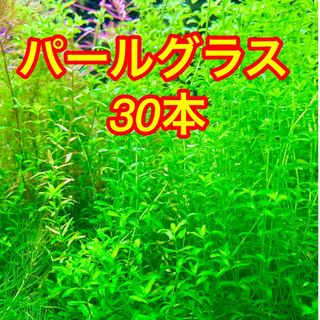 水草　パールグラス30本　水中葉　日月火曜日発送(アクアリウム)