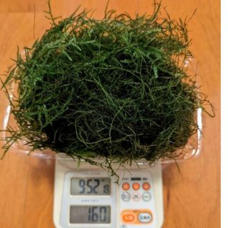 水草　ウィローモス　150g以上(アクアリウム)