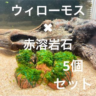 （巻きたて）ウィローモス×赤溶岩石（3cm）×5個(アクアリウム)