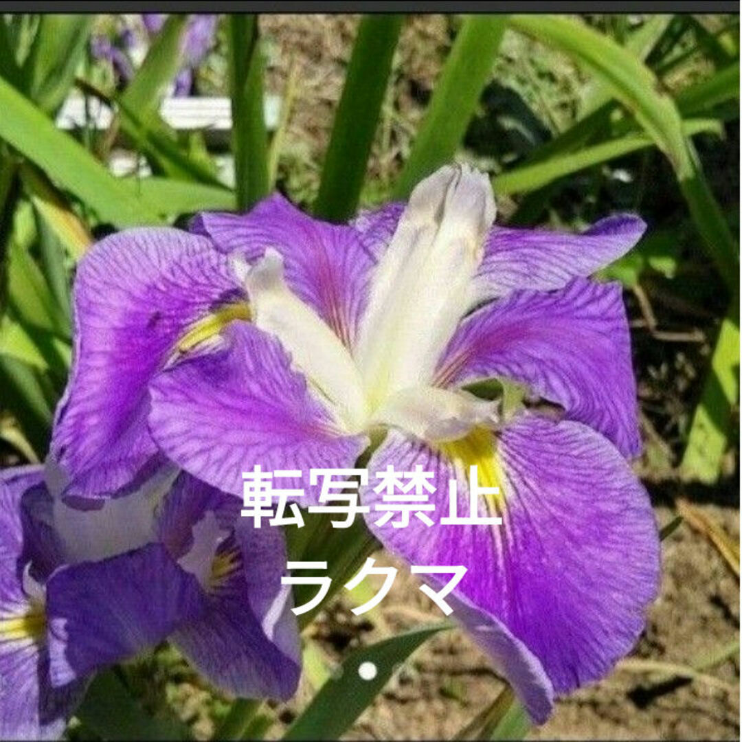 花菖蒲 しょうぶ 球根 苗 紫色 2株 その他のその他(その他)の商品写真