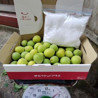 青梅　1.2kg　無農薬　オマケ粗塩300㌘(フルーツ)
