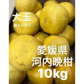 愛媛県産　宇和ゴールド　河内晩柑　柑橘　10kg(フルーツ)