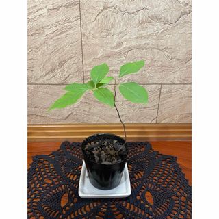 オオバクロモジ　大葉黒文字(その他)