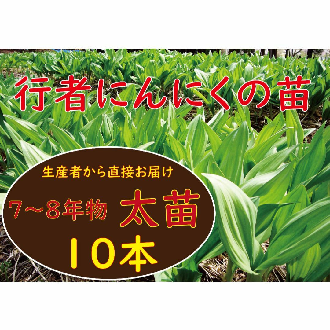 行者ニンニクの苗10本 青森産 (青森県産行者ニンニクの苗 行者ニンニクの苗10本 青森産 (青森県産行者ニンニクの苗