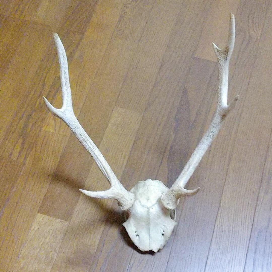 鹿の角 ツノ 骨格 標本 オブジェ アート 風水の通販 by ※申請前 鹿の角 ツノ 骨格 標本 オブジェ アート 風水の通販 by ※申請前