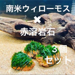 【フサフサ感が癒し】南米ウィローモス×赤溶岩石（3cm）×3個(アクアリウム)
