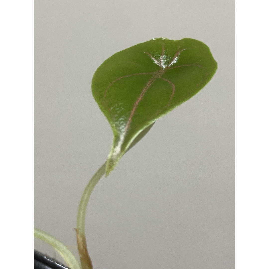 【ツヤツヤ✨】アロカシア　アズラニー　赤ちゃん苗　ポットごと　レア　希少　人気 ハンドメイドのフラワー/ガーデン(その他)の商品写真