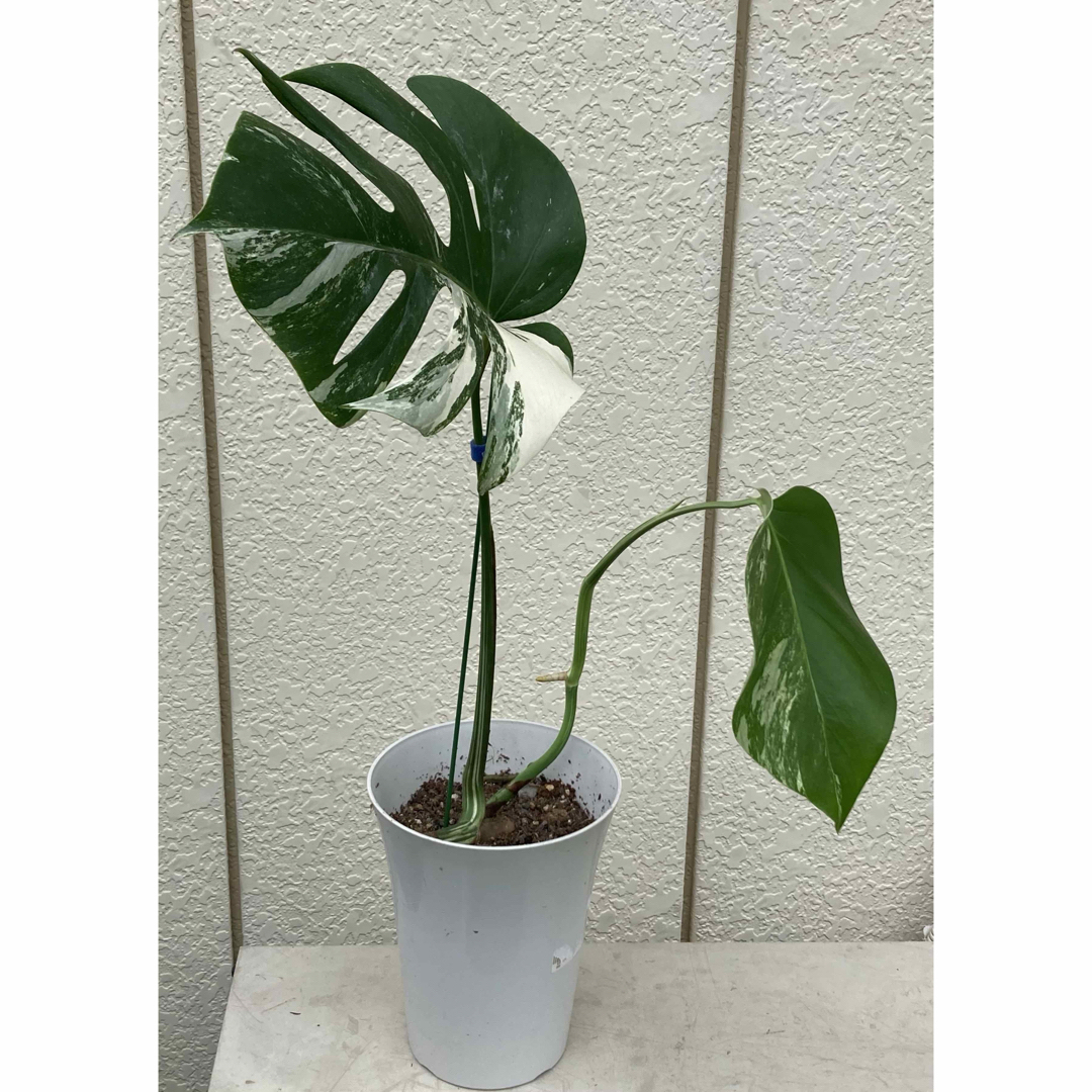 希少】Monstera deliciosa 'mint' 培養苗 響きわたり 希少】Monstera deliciosa 'mint' 培養苗 響きわたり