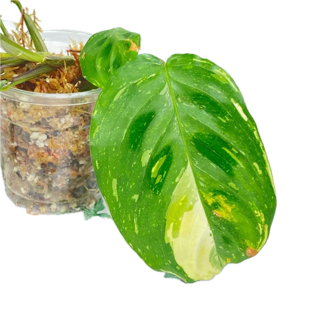 マランタレウコネらヴァリエガタ  インテリア/住まい/日用品のインテリア/住まい/日用品 その他(その他)の商品写真