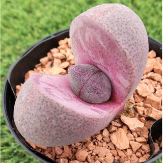 【ウルフル様専用】多肉植物プレイオスピロス 紫帝玉③+オブツーサ(その他)