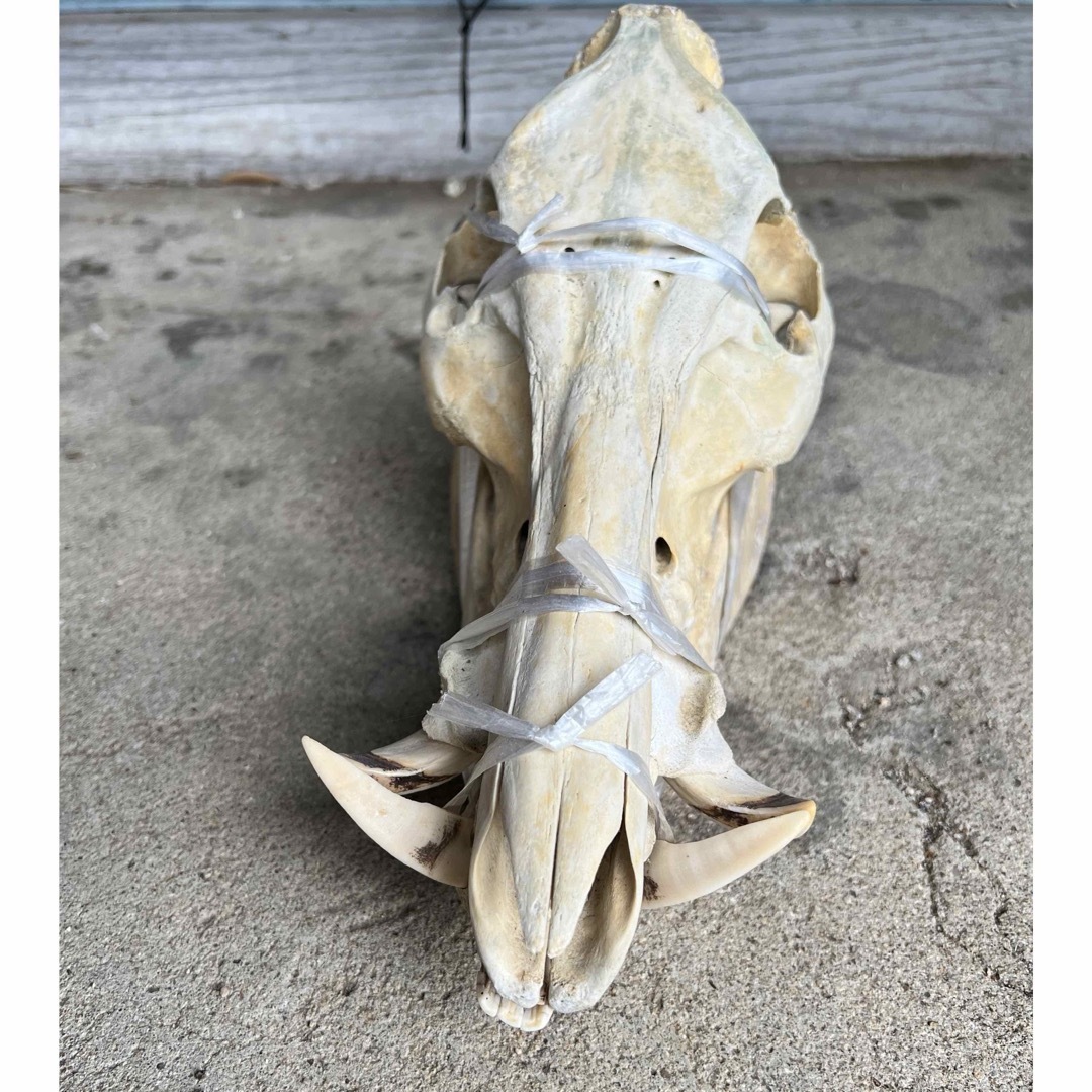日本イノシシ 骨 猪 頭蓋骨 下顎付 レアの通販 by a's shop|ラクマ 日本イノシシ 骨 猪 頭蓋骨 下顎付 レアの通販 by a's shop|ラクマ