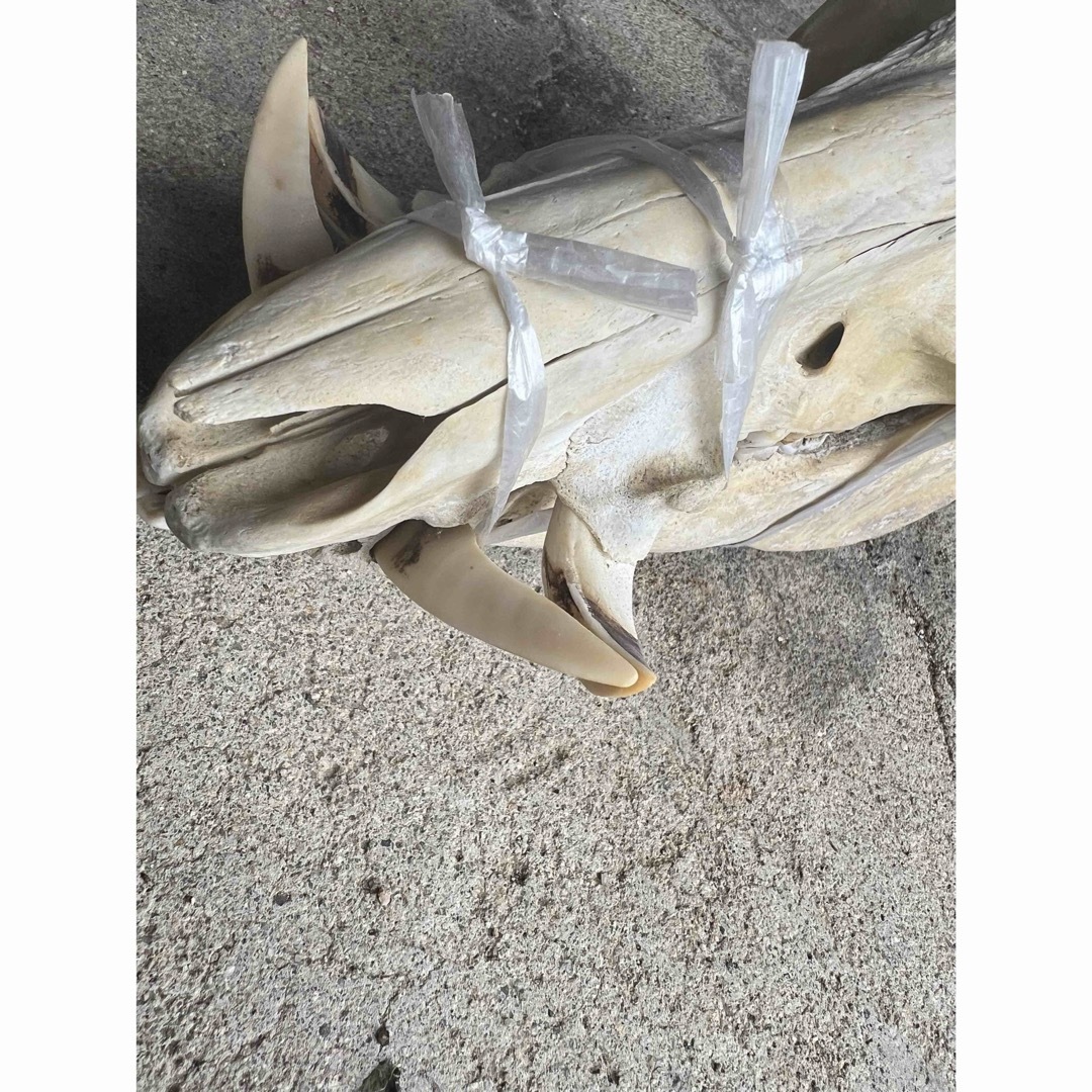日本イノシシ 骨 猪 頭蓋骨 下顎付 レアの通販 by a's shop|ラクマ 日本イノシシ 骨 猪 頭蓋骨 下顎付 レアの通販 by a's shop|ラクマ