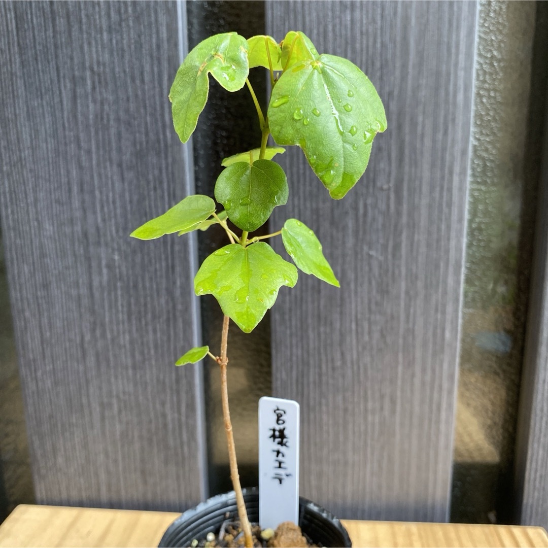 盆栽 宮様カエデ (楽天市場】宮様楓 / ミヤサマカエデ 樹齢12年 盆栽 宮様カエデ (楽天市場】宮様楓 / ミヤサマカエデ 樹齢12年