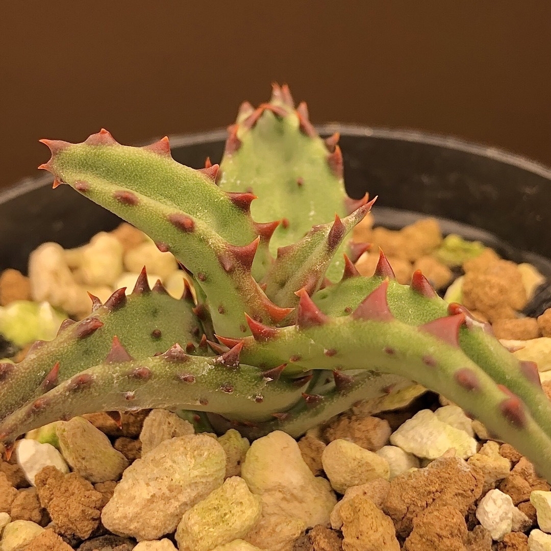 こむぎ様専用ページ ハンドメイドのフラワー/ガーデン(その他)の商品写真