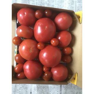 完熟大玉トマト　と　ミニトマト　農薬不使用　正味1.3kg以上　コンパクト便(野菜)