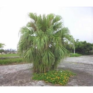 ビロウヤシ　苗　観葉植物　花卉・園芸　クバ！(その他)