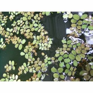 オオサンショウモ　水草　浮草　ビオトープに如何ですか？　15株(アクアリウム)